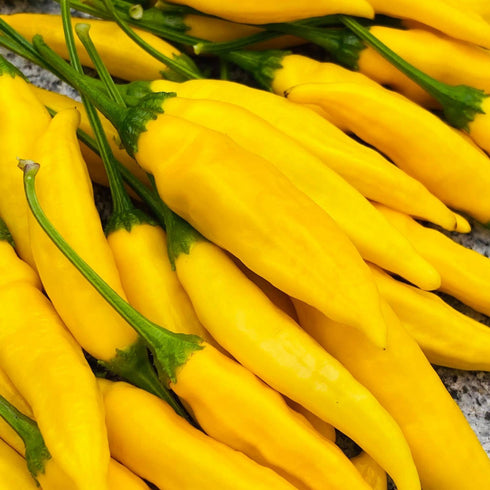 Aji Lemondrop